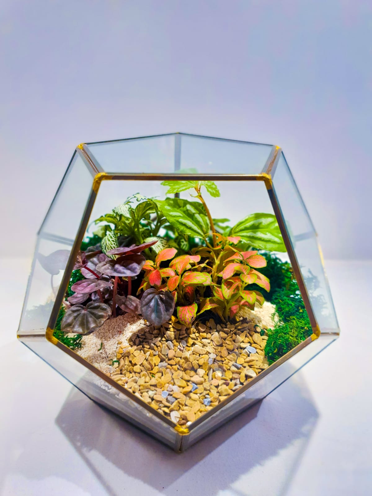 terrarium