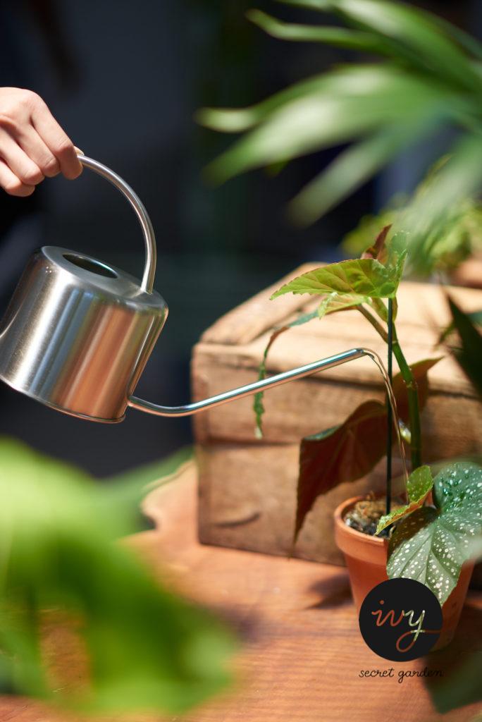 watering kettle watering a begonia plant